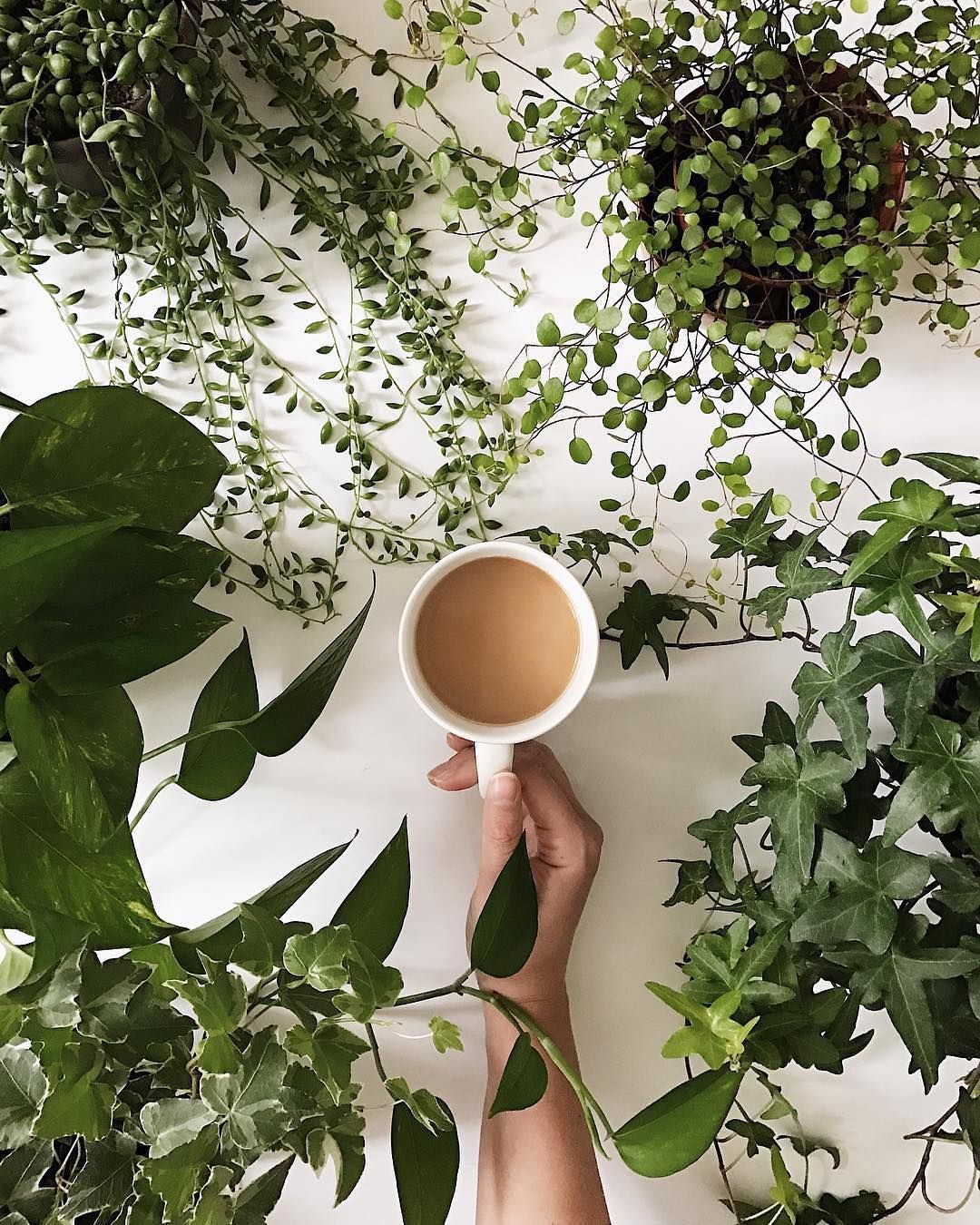 Picture of Plants and Cup of Coffee